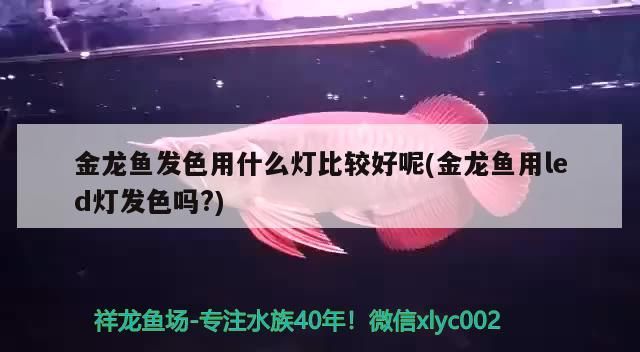 金龍魚(yú)發(fā)色用什么燈比較好呢(金龍魚(yú)用led燈發(fā)色嗎?)