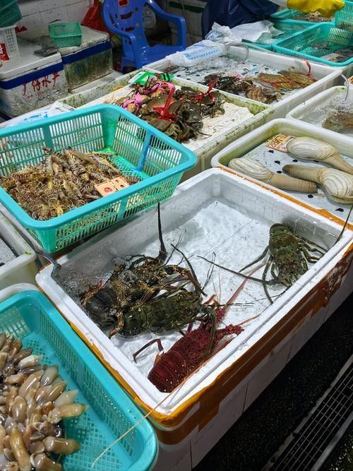 哪里可以找到溫州龍魚的圖片