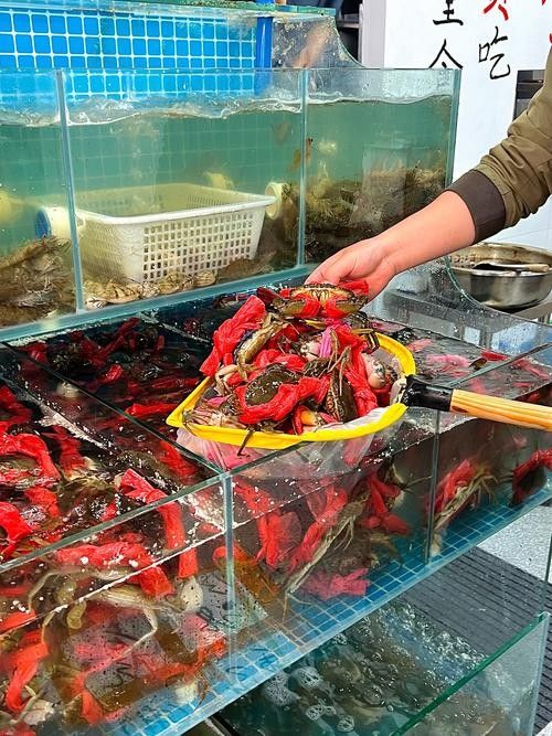 哪里可以找到溫州龍魚的圖片