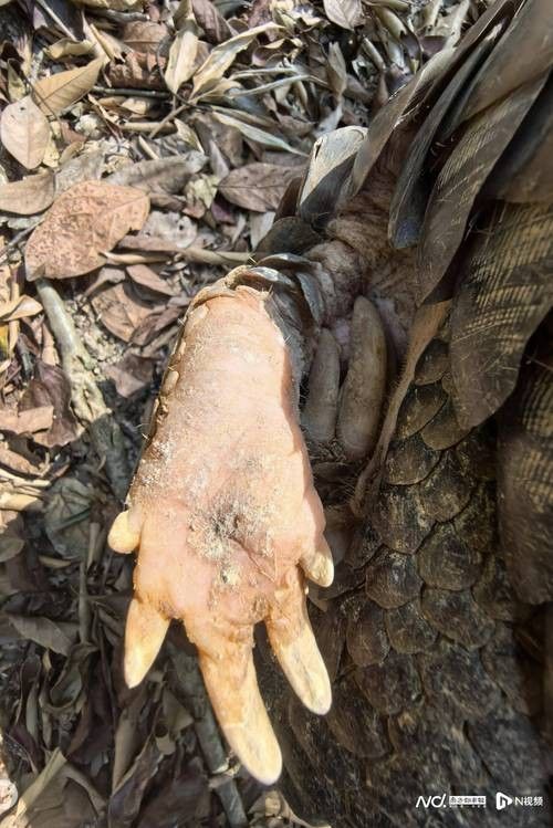 哪里可以找到溫州龍魚的圖片