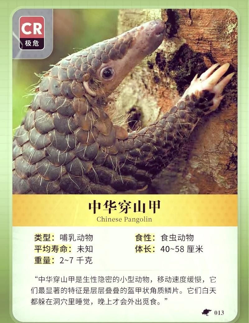 哪里可以找到溫州龍魚的圖片