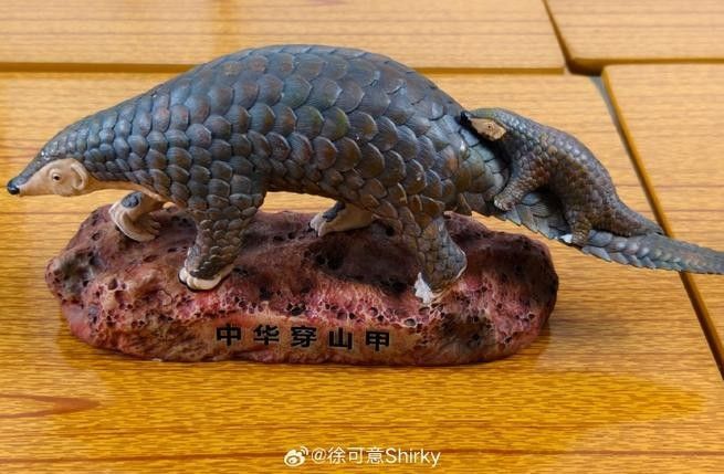 哪里可以找到溫州龍魚的圖片