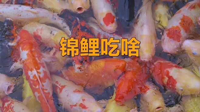火龍魚和錦鯉的食物有哪些（火龍魚和錦鯉有什么區(qū)別？）