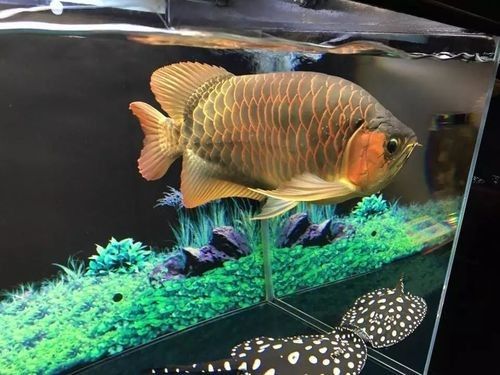 如何區分巴雷特紅龍魚的等級？