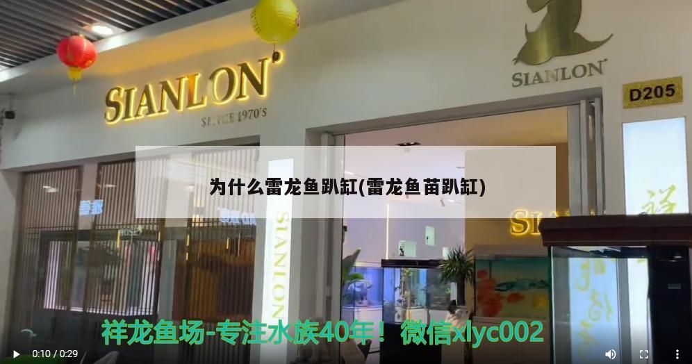 為什么雷龍魚趴缸(雷龍魚苗趴缸) 為什么雷龍魚趴缸(雷龍魚苗趴缸) 觀賞魚百科