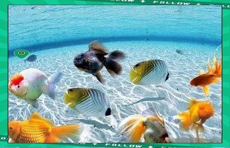 屬蛇者養幾條魚最吉利