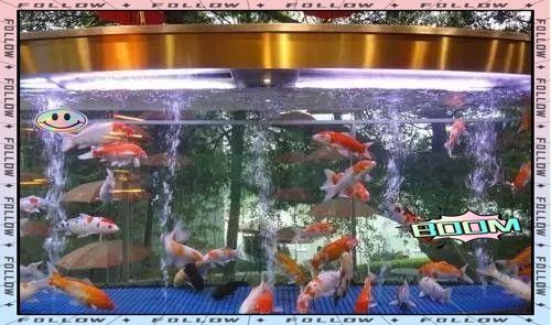 屬蛇者養幾條魚最吉利