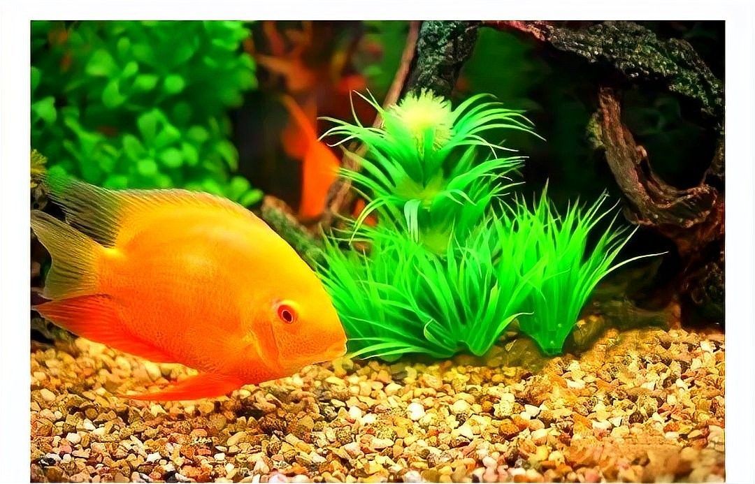 屬蛇者養幾條魚最吉利