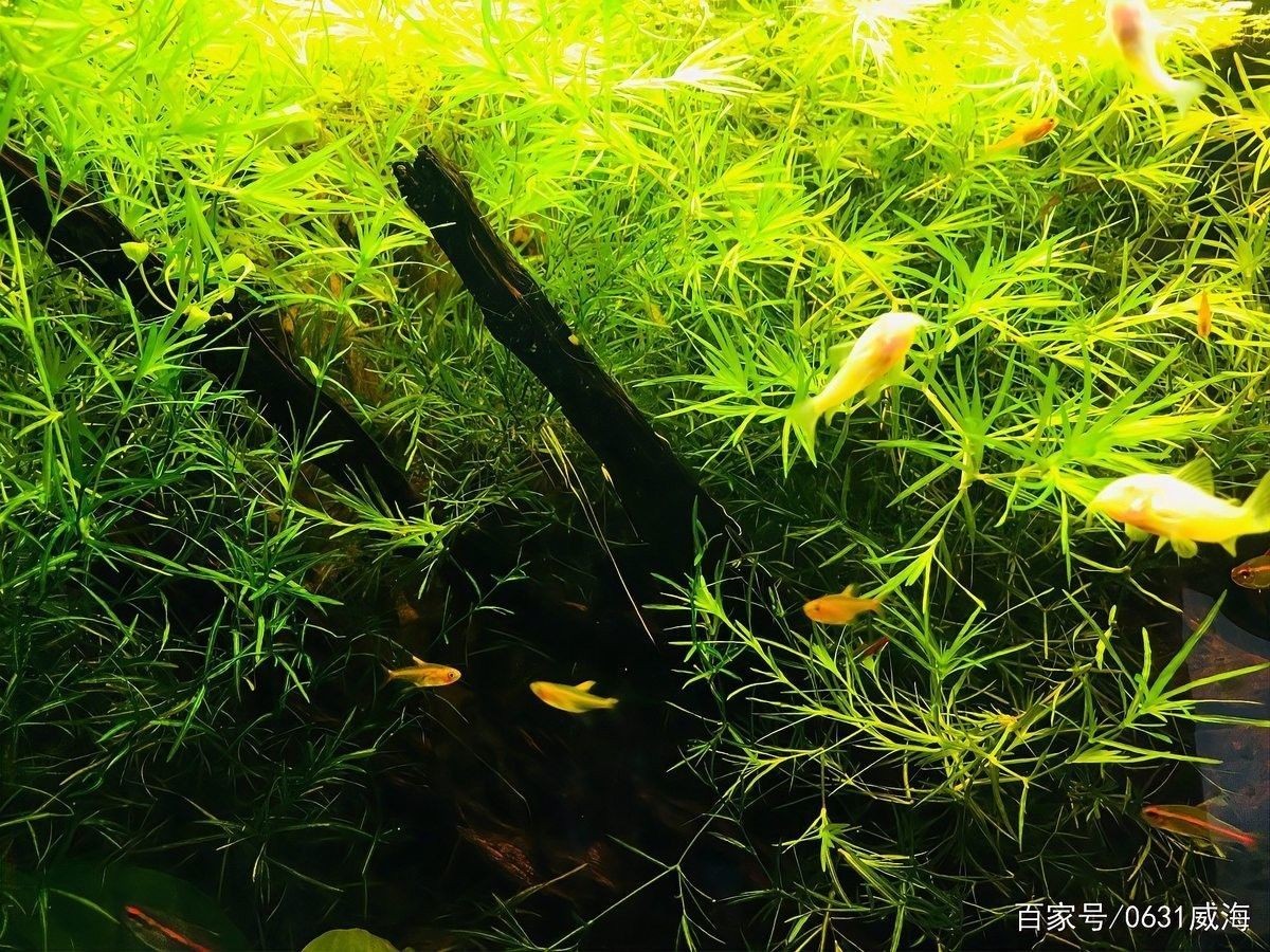 龍魚不開燈會(huì)死嗎？（龍魚不開燈會(huì)死亡嗎？）