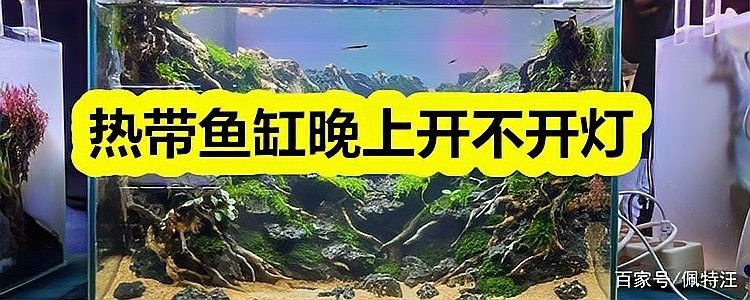 龍魚不開燈會(huì)死嗎？（龍魚不開燈會(huì)死亡嗎？）