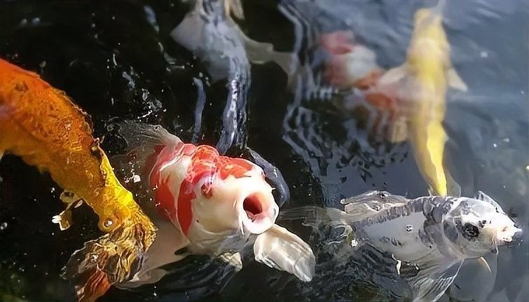 龍魚不開燈會(huì)死嗎？（龍魚不開燈會(huì)死亡嗎？）