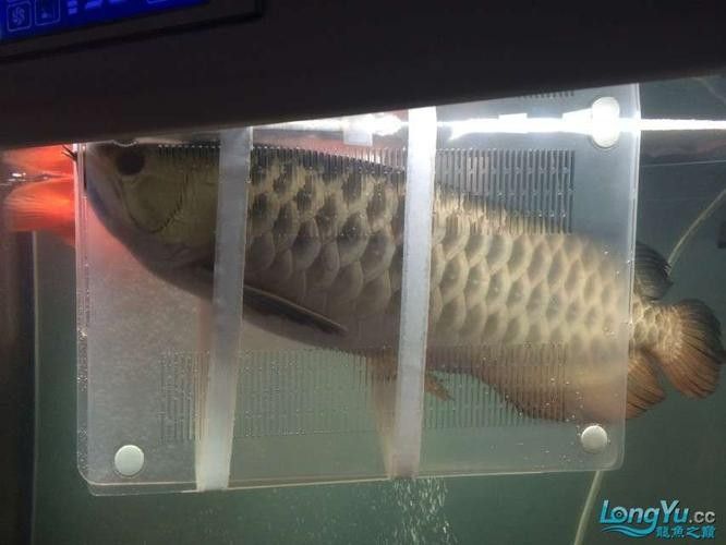 龍魚手帕有何特殊功能