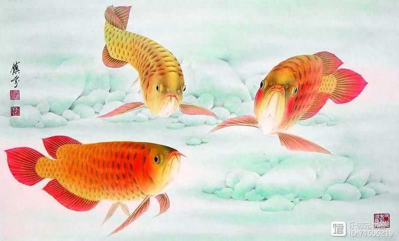 龍魚手帕有何特殊功能