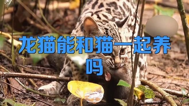 龍貓和貓打架，龍貓會還手嗎