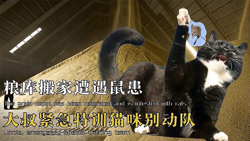 龍貓和貓打架，龍貓會還手嗎