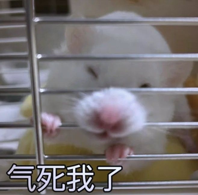 龍貓和貓打架，龍貓會還手嗎
