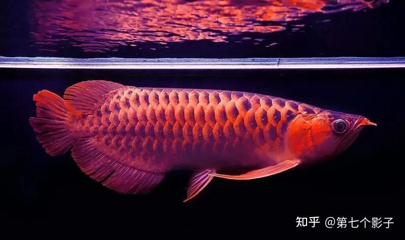 給我一些龍魚品種的圖片對比