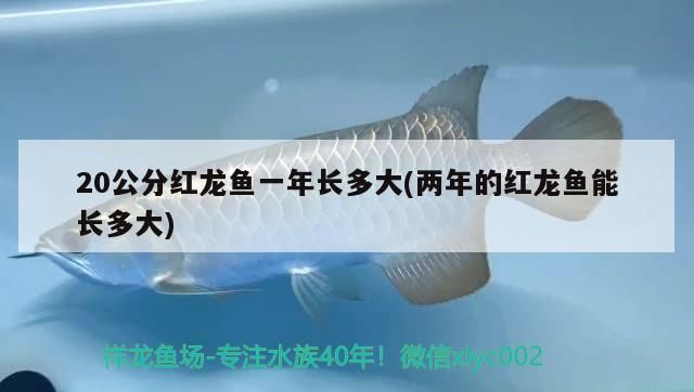 20公分紅龍魚(yú)一年長(zhǎng)多大(兩年的紅龍魚(yú)能長(zhǎng)多大)