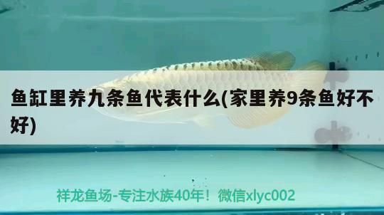 魚缸里養九條魚代表什么(家里養9條魚好不好)