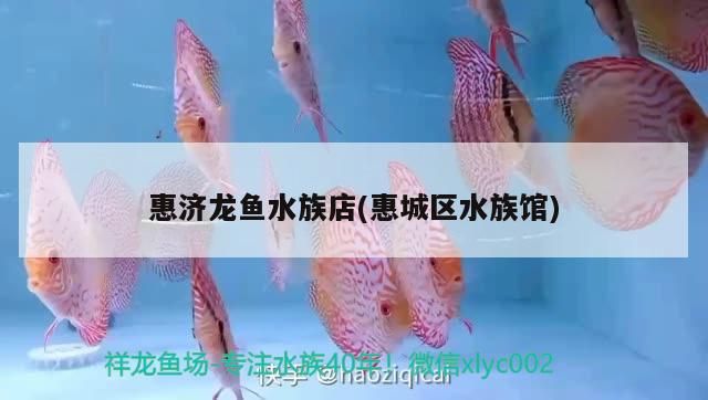惠濟龍魚水族店(惠城區水族館)