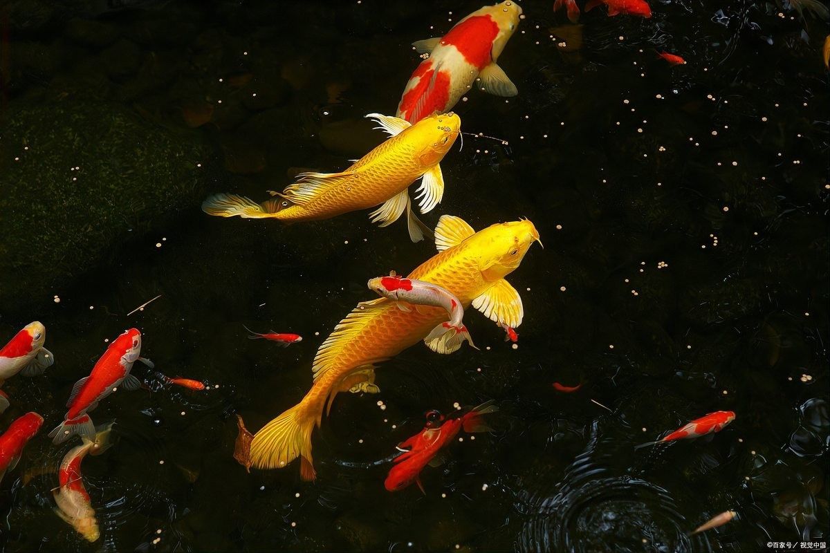 雷龍魚和金魚能混養嗎