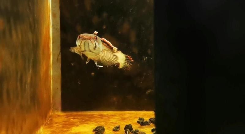 如何減少雷龍魚和金龍魚的爭斗 如何減少雷龍魚和金龍魚的爭斗 龍魚百科 第2張
