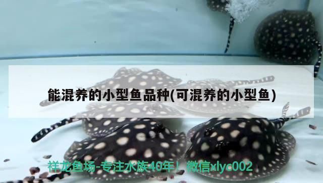 能混養的小型魚品種(可混養的小型魚)