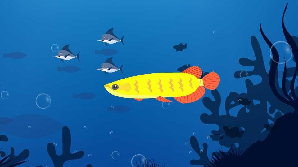 哪種魚與金龍魚最相似