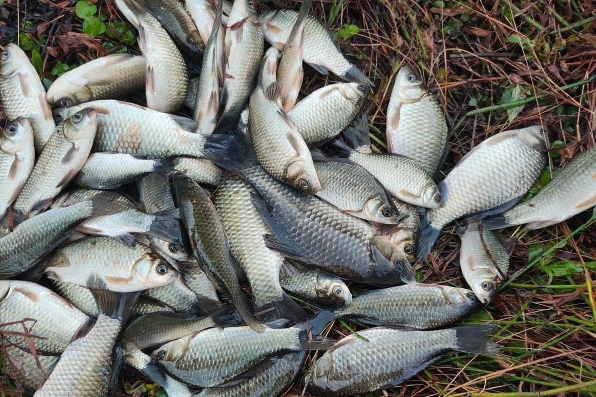 哪個季節是抓雷龍魚的最佳時機