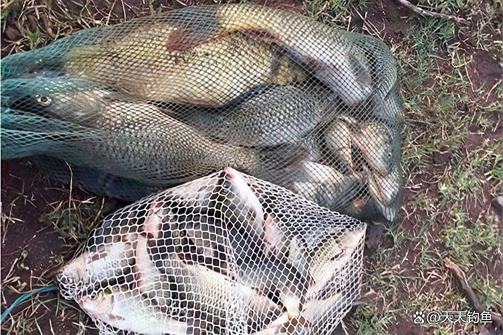 哪個季節是抓雷龍魚的最佳時機