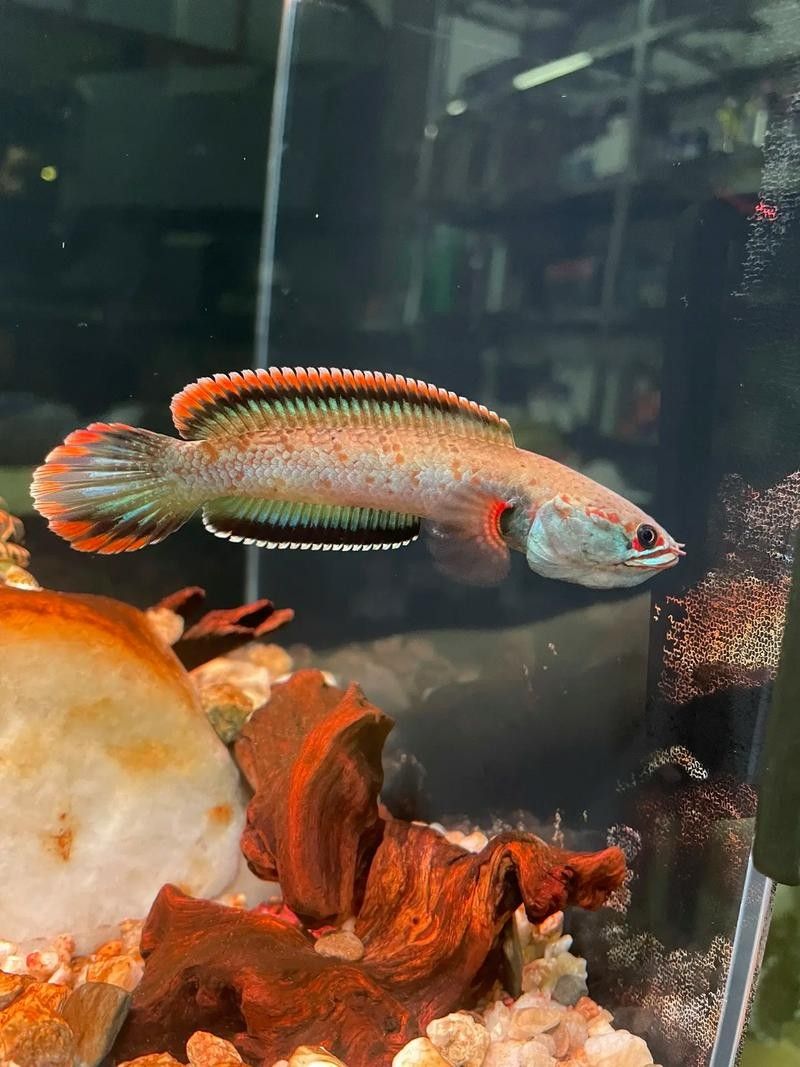 如何區分血斑二型雷龍魚的品相