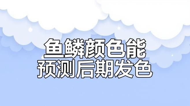如何辨別金冠紅龍魚(yú)的品相 如何辨別金冠紅龍魚(yú)的品相 龍魚(yú)百科 第7張