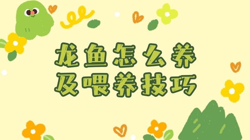 黃尾龍魚的價格是多少？