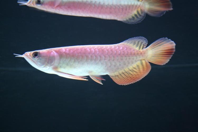 龍魚鉆石眼有哪些類型（龍魚鉆石眼對龍魚健康產(chǎn)生負面影響） 龍魚鉆石眼有哪些類型（龍魚鉆石眼對龍魚健康產(chǎn)生負面影響） 龍魚百科 第4張