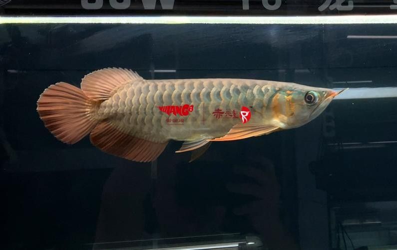 龍魚鉆石眼有哪些類型（龍魚鉆石眼對龍魚健康產(chǎn)生負面影響） 龍魚鉆石眼有哪些類型（龍魚鉆石眼對龍魚健康產(chǎn)生負面影響） 龍魚百科 第2張