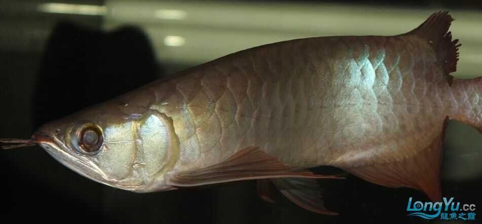 龍魚鉆石眼有哪些類型（龍魚鉆石眼對龍魚健康產(chǎn)生負面影響） 龍魚鉆石眼有哪些類型（龍魚鉆石眼對龍魚健康產(chǎn)生負面影響） 龍魚百科 第6張