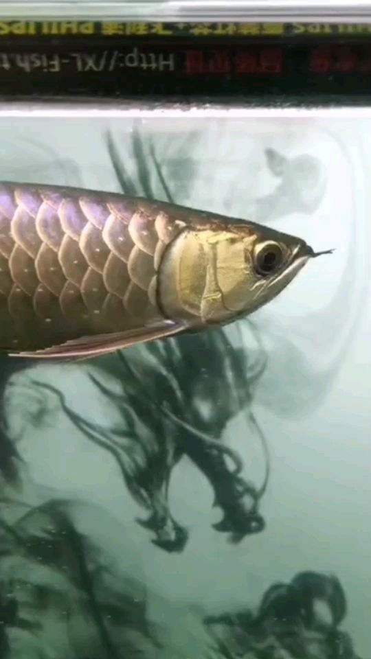 大神來幫幫忙龍魚突眼了