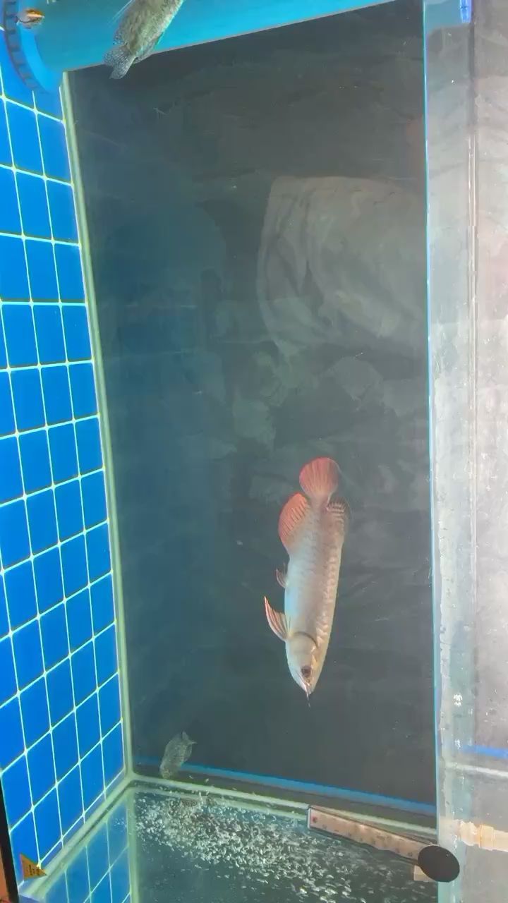 高背打卡（高背打卡是一種特殊的打卡方式） 高背打卡（高背打卡是一種特殊的打卡方式） 觀賞魚百科