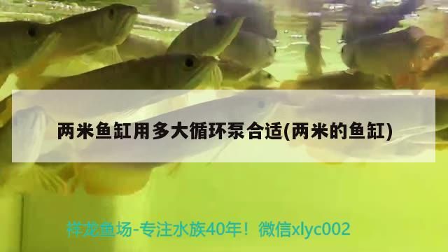 兩米魚缸用多大循環泵合適(兩米的魚缸)