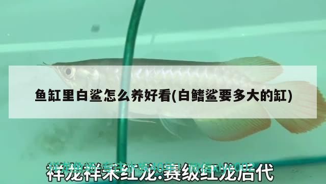 魚缸里白鯊怎么養好看(白鰭鯊要多大的缸)