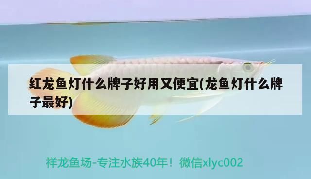 紅龍魚燈什么牌子好用又便宜(龍魚燈什么牌子最好)