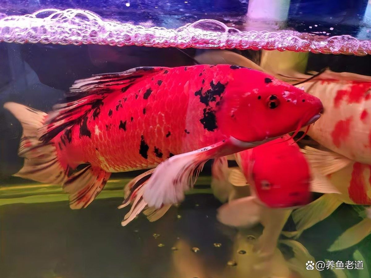 如何判斷魚缸密度是否合適？