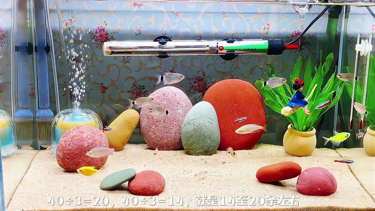 如何判斷魚缸密度是否合適？