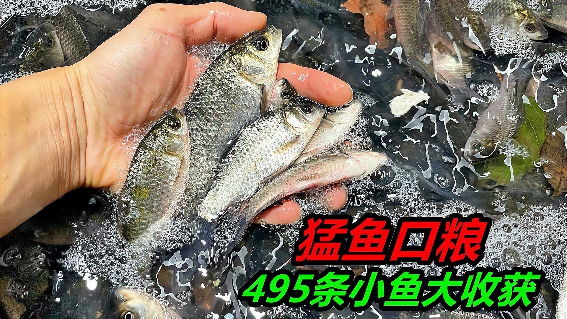 如何判斷魚缸密度是否合適？