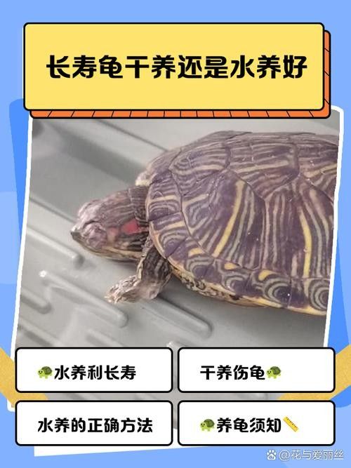 如何延長(zhǎng)烏龜?shù)膲勖ㄈ绾巫屇愕臑觚敻L(zhǎng)壽）