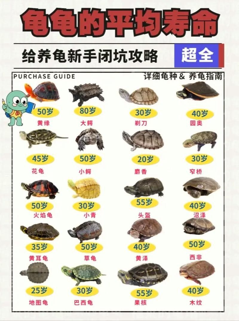 如何延長(zhǎng)烏龜?shù)膲勖ㄈ绾巫屇愕臑觚敻L(zhǎng)壽）
