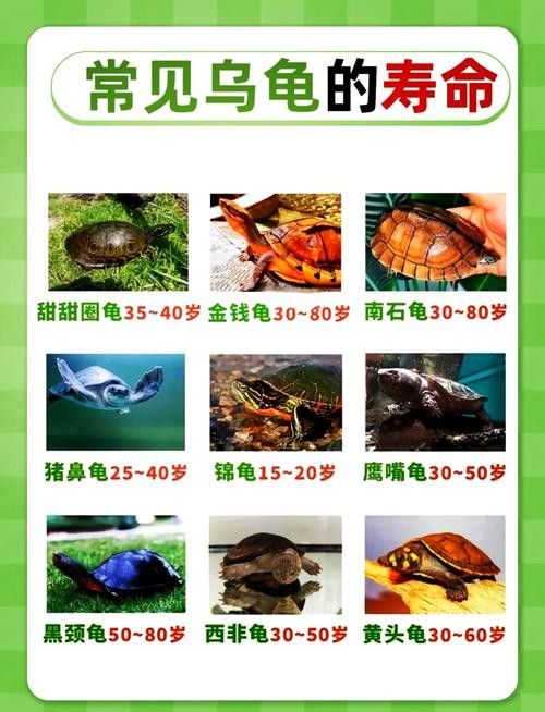 如何延長(zhǎng)烏龜?shù)膲勖ㄈ绾巫屇愕臑觚敻L(zhǎng)壽）