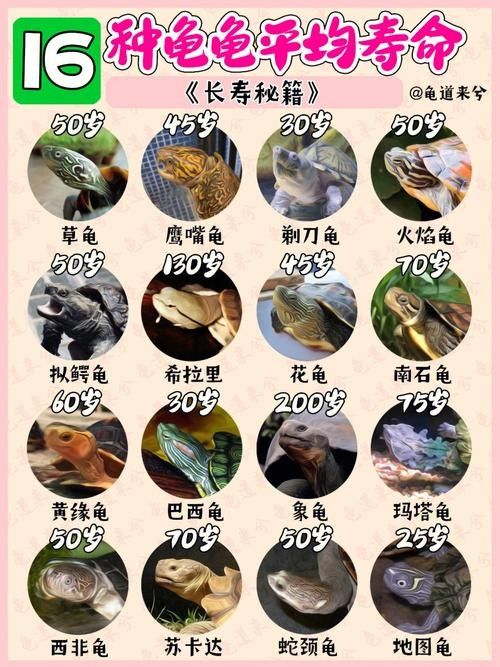 如何延長(zhǎng)烏龜?shù)膲勖ㄈ绾巫屇愕臑觚敻L(zhǎng)壽）