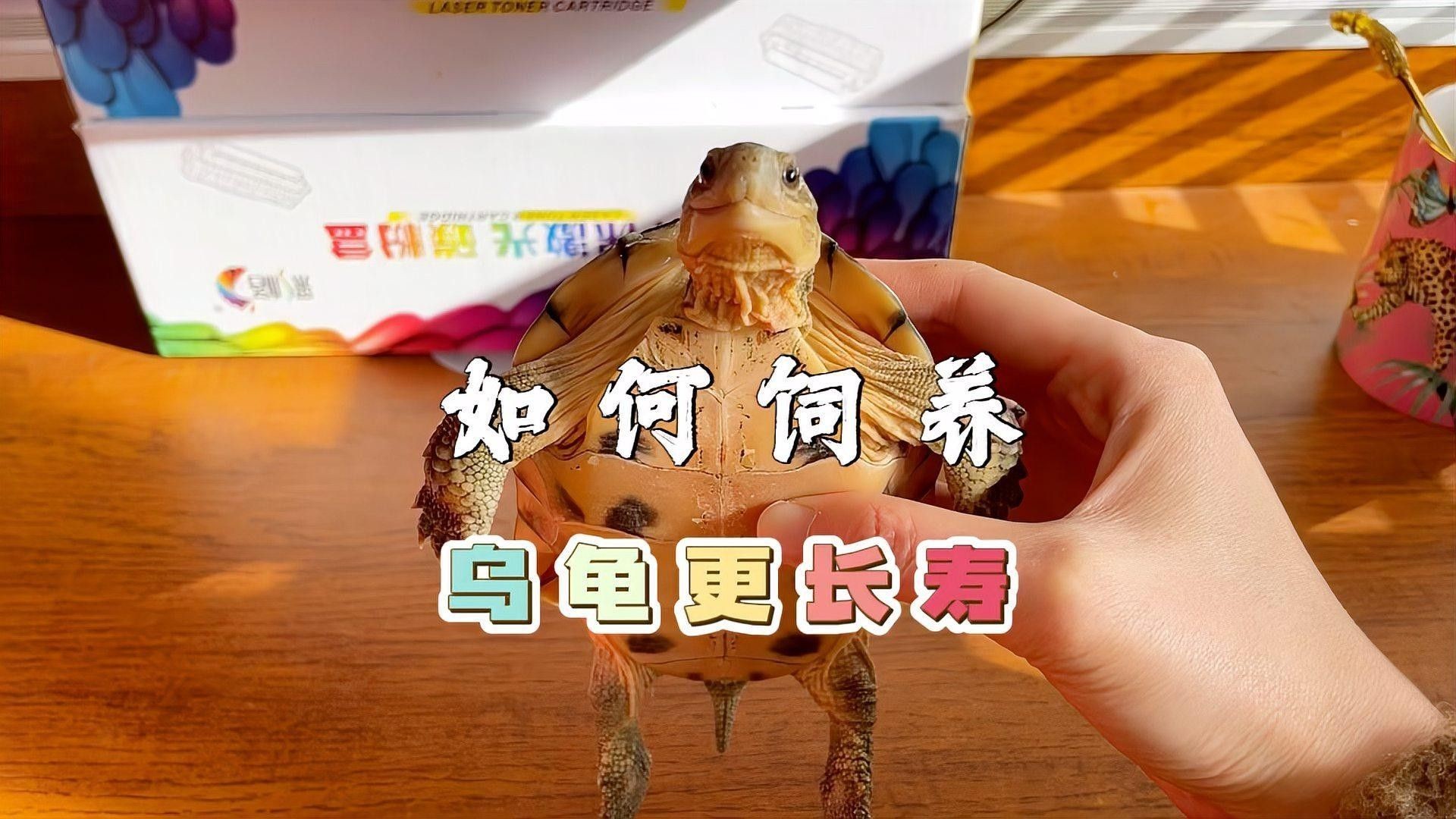 如何延長(zhǎng)烏龜?shù)膲勖ㄈ绾巫屇愕臑觚敻L(zhǎng)壽）