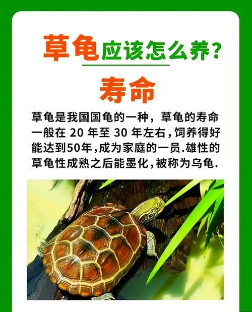 如何延長(zhǎng)烏龜?shù)膲勖ㄈ绾巫屇愕臑觚敻L(zhǎng)壽）